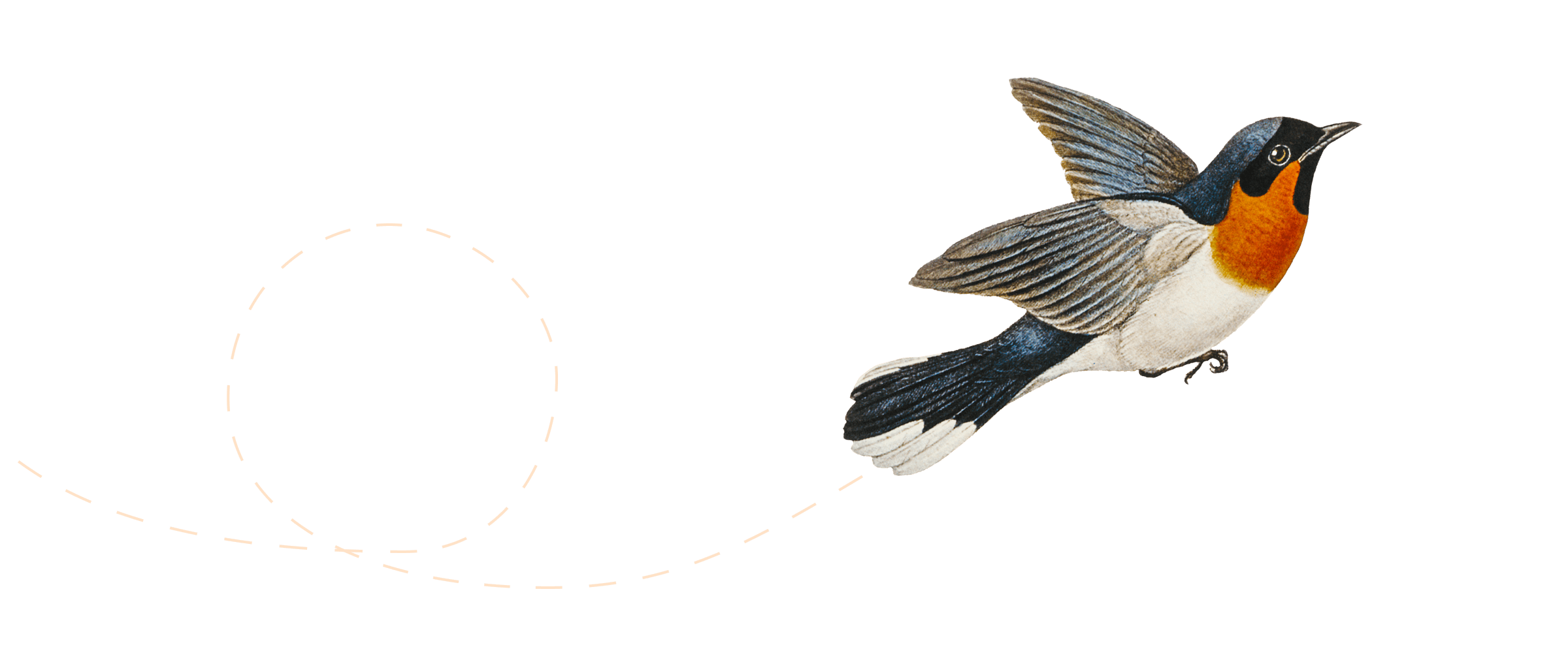 Illustrazione di un uccello che vola.
